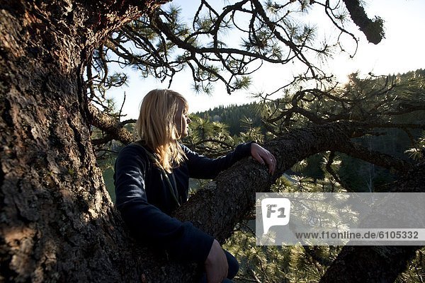 Frau  Schönheit  sitzend  Baum  Ruhe  groß  großes  großer  große  großen  Ast  jung  übergroß  klettern  Idaho