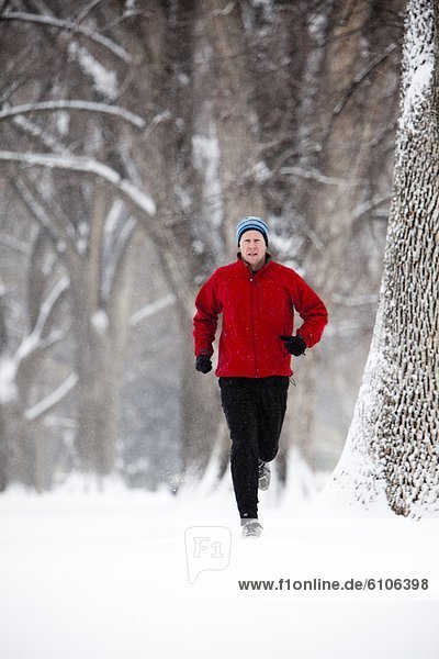 a man runs on a winter day next to a row of huge snow covered cottonwood trees.