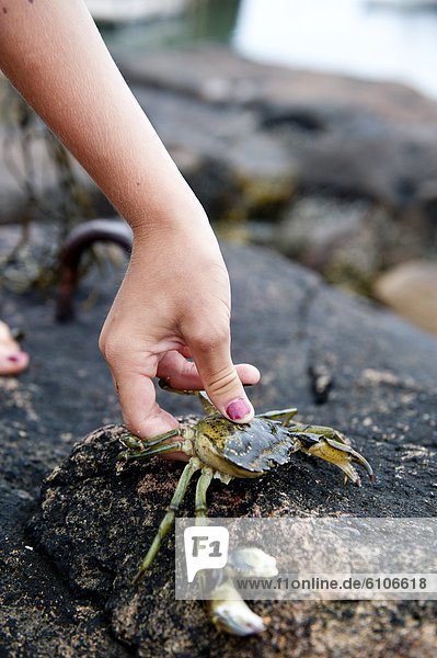 a child holds a crab he caught in a maine tidepool
