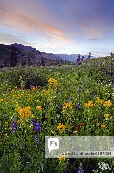 A field of wildflowers at sunset in the Sierra Nevada Mountains near Lake Tahoe  California.