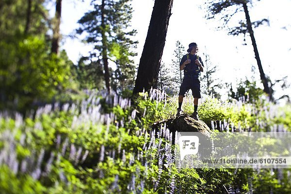 Felsbrocken  Mann  Ende  Feld  wandern  Wildblume  jung  Idaho