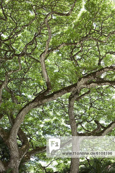 An image of the underside of a large tree canopy in Waimea  Hawaii.