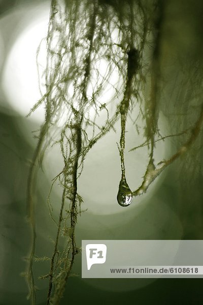 Baum  hängen  Wald  heraustropfen  tropfen  undicht  Regen  nass  Moos  Olympia