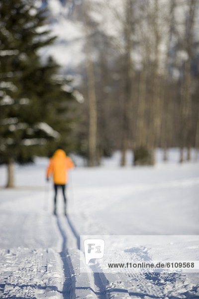 Mann  folgen  Skisport  Ski  gepflegt  Langlaufski