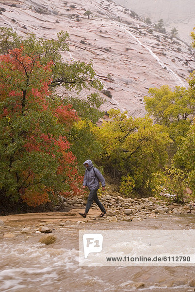 Man hiking in fall rain  Zion.