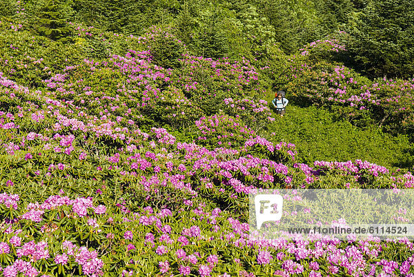 Frau  Berg  wandern  Rhododendron  North Carolina