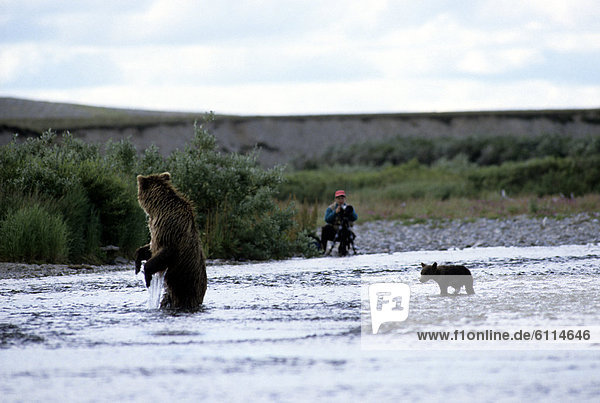 Bär  Mensch  fotografieren  Grizzlybär  ursus horibilis  Grizzly  Alaska