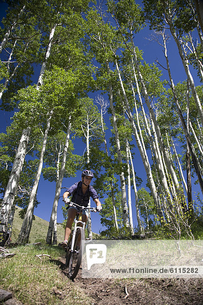 Espe  Populus tremula  nahe  Frau  Berg  folgen  Baum  radfahren  Wald  Utah