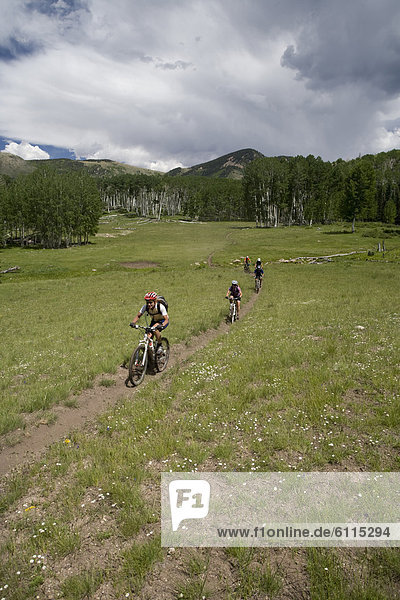 A group of mountain bikers riding on a trail in the Abajo Mountains near Montecello  Utah.