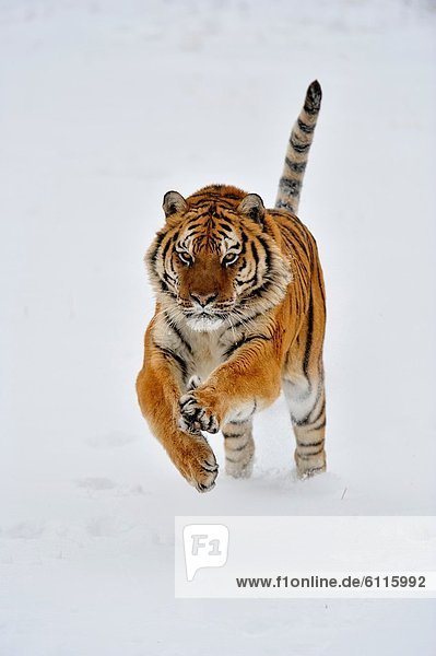 Siberian/Amur tiger Panthera tigris altaica,  Bozeman,  Montana,  USA