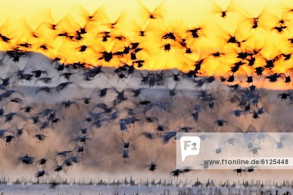 Vereinigte Staaten von Amerika  USA  aufwärts  Entspannung  Vogelschwarm  Vogelschar  Nacht  Teich  Gans  New Mexico  Schnee