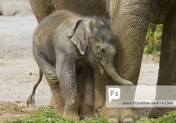 Junger Elefant zwischen den Beinen des Mutterelefanten