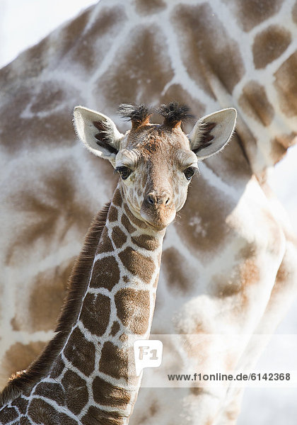 Junge Giraffe steht vor ausgewachsener Giraffe