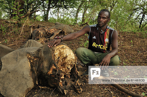 Ranger next to one of the elephants killed by Sudanese poachers on 5 March 2012  Bouba-Ndjida National Park  Cameroon  Central Africa  Africa