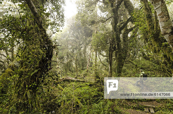 Wanderin mit Rucksack im Regenwald  am Wanderweg im Mt. Egmont Nationalpark  Nordinsel  Neuseeland
