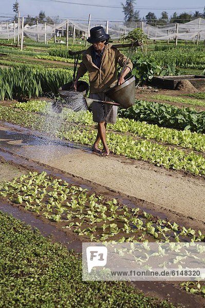 Man watering in newly planted seeds in a market garden  Ha Lam  Vietnam  Indochina  Southeast Asia  Asia