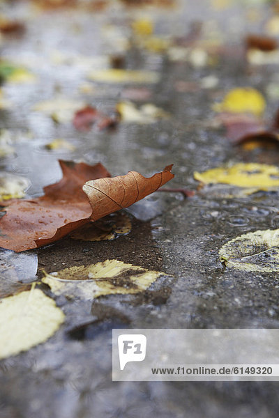 Herbstlich verfärbtes Blatt in einer Regenpfütze im Herbst