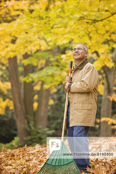 Hispanic man raking autumn leaves