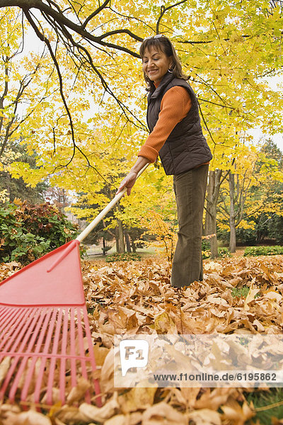 Hispanic woman raking autumn leaves