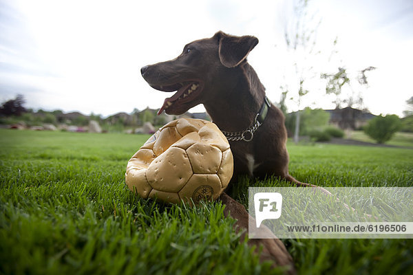 sitzend  Fröhlichkeit  Hund  Fußball  Gras  Ball Spielzeug