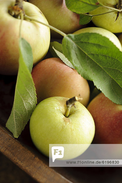 Apfel