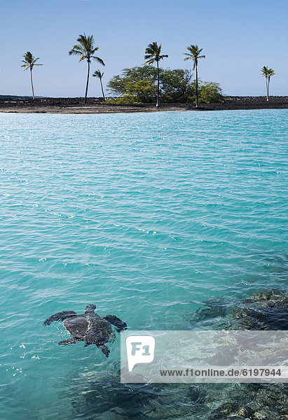 Tropisch Tropen subtropisch Wasser Landschildkröte Schildkröte schwimmen