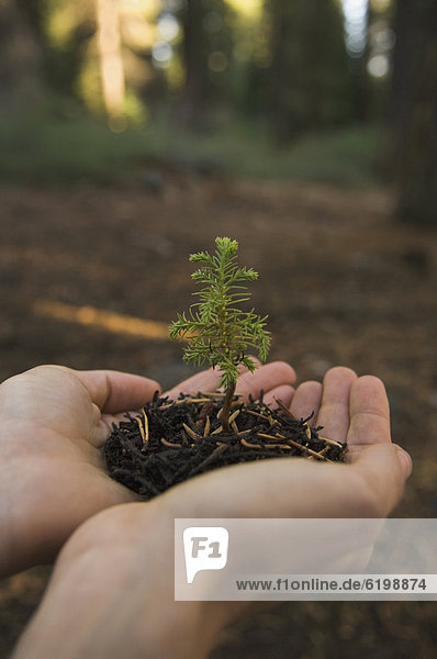 Woman holding mulch and small tree