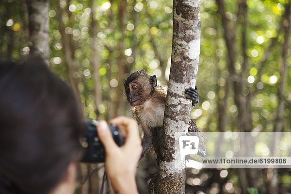 Frau  Fotografie  nehmen  Hispanier  Regenwald  Affe