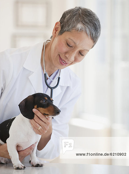Chinese veterinarian examining dachshund