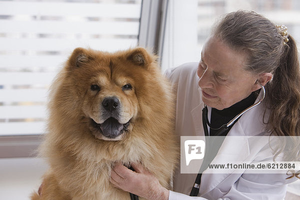 geben  Hund  Chillipulver  Chilli  Tierarzt  Prüfung