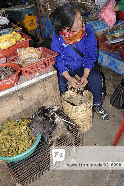 Market woman plucking a songbird for sale as meat on the weekly market in the town of Phansavan  Laos  Southeast Asia  Asia