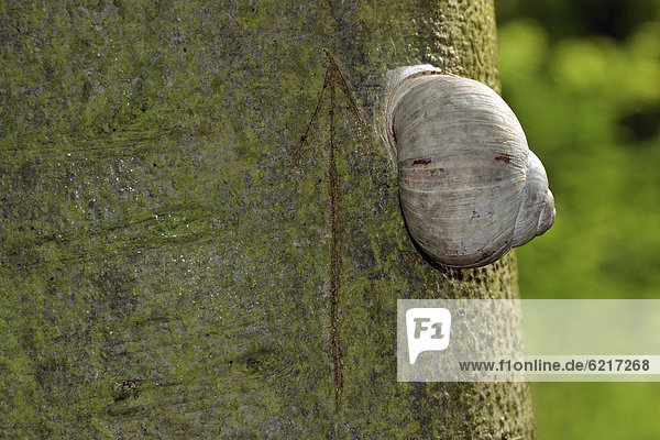 Burgundy snail  Roman snail  edible snail or escargot (Helix pomatia) on a tree trunk  incised arrow pointing upwards