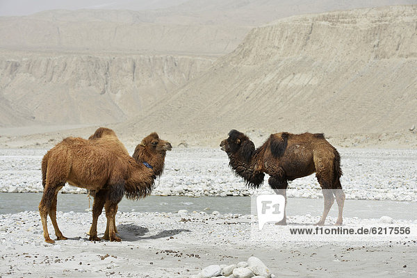 Bactrian camels (Camelus bactrianus) standing in a dry  sandy  rocky valley on the Dalongyu He river  Silk Road  Xinjiang  China  Asia