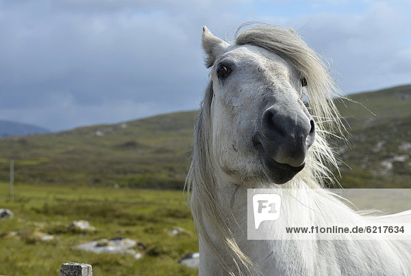 Weißes Pferd mit wehender Mähne  Sutherland  schottische Highlands  Schottland  Vereinigtes Königreich  Europa