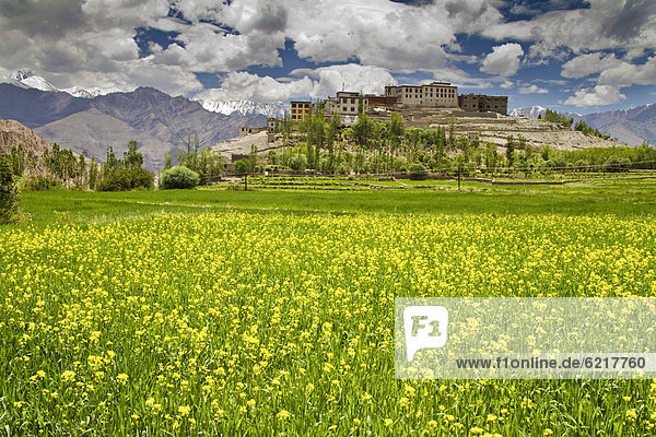 Klosteranlage mit Blumenwiese  Ladakh  Nordindien  Indien  Asien