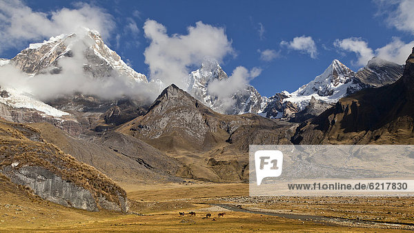 Mountain landscape with horses (Equus)  Nevado Jirishanca  Nevado Yerupaja  Cordillera Huayhuash mountain range  Andes  Peru  South America