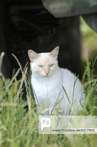 Thai-Katze sitzt im Gras unter Traktor
