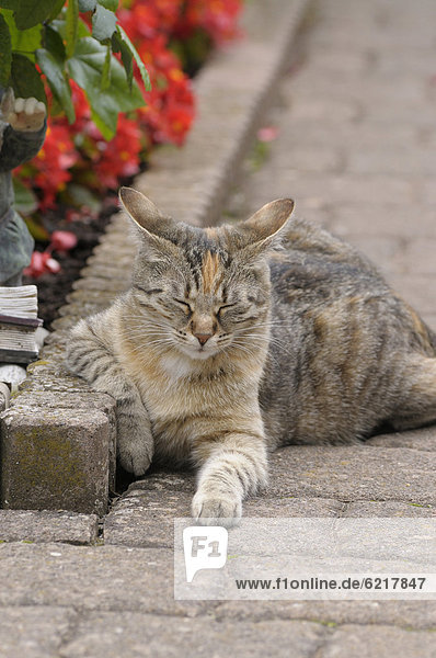 Getigerte Katze liegt neben Blumenbeet, die Augen geschlossen