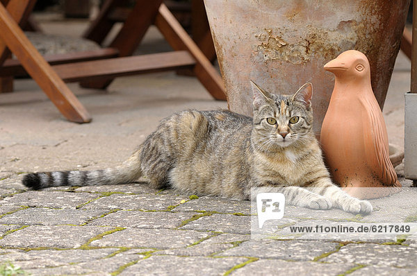 Getigerte Katze liegt vor Tonfigur