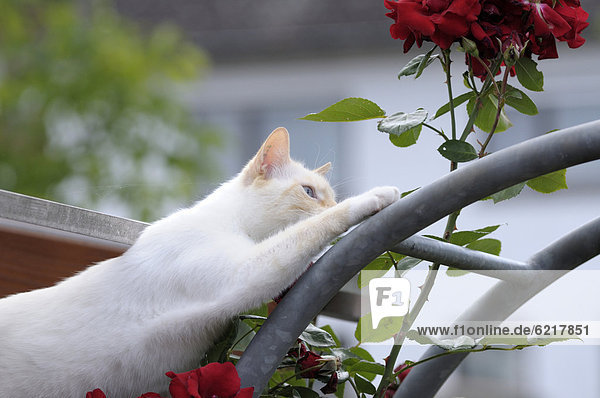 Thai-Katze klettert auf Rosenbogen