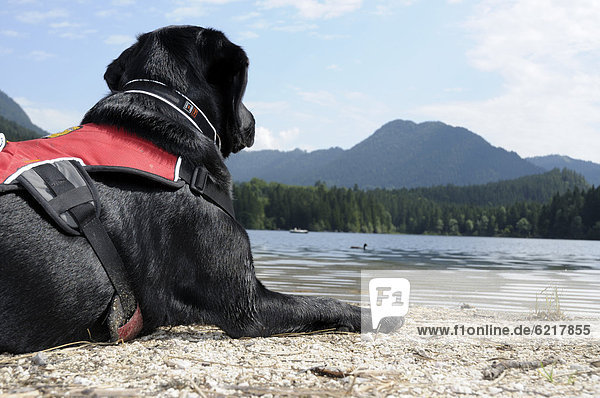 Labrador blickt auf See hinaus