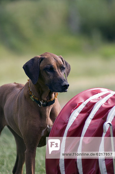 Rhodesian Ridgeback steht vor Agility-Tunnel