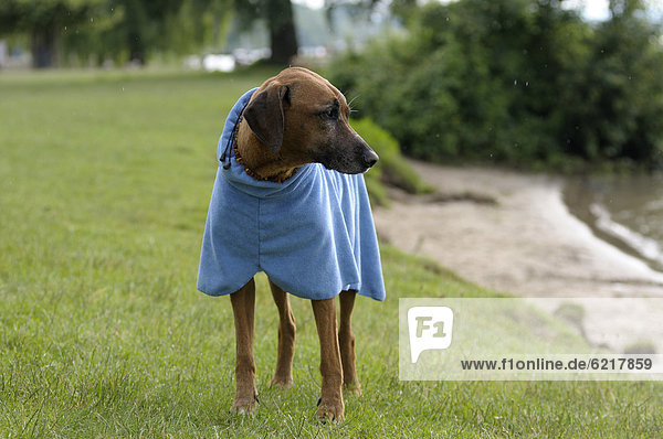 Rhodesian Ridgeback mit Bademantel