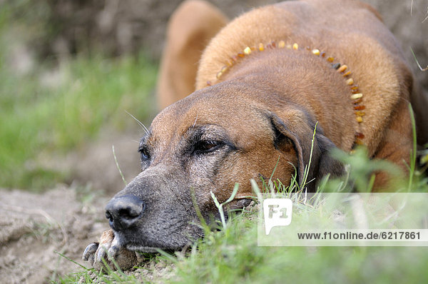 Rhodesian Ridgeback liegt im Gras