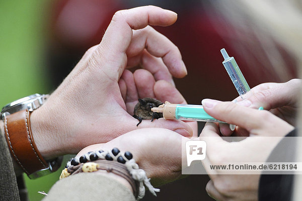 Zwei Personen versuchen eine Fledermaus (Microchiroptera) mit einer Spritze zu füttern