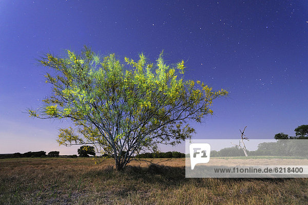 Jerusalemsdorn (Parkinsonia aculeata)  blühender Strauch bei Nacht  Dinero  Corpus Christi-See  Süd-Texas  USA