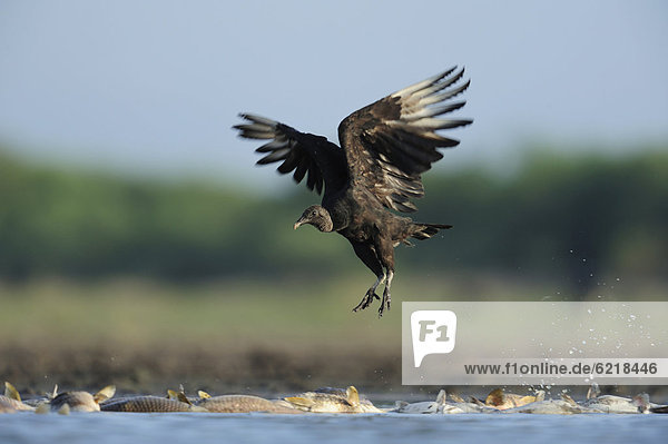Rabengeier (Coragyps atratus)  Altvogel started zwischen toten Fischen  Dinero  See Lake Corpus Christi  südliches Texas  USA  Amerika