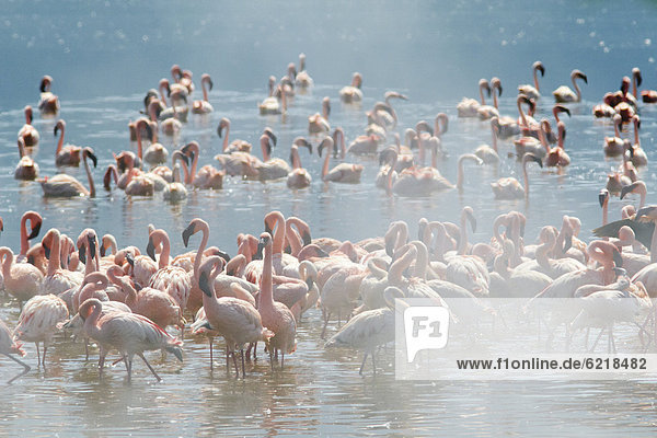 Lesser flamingos (Phoeniconaias minor) and greater flamingos (Phoenicopterus roseus)  Lake Bogoria with hot springs  Kenya  Africa