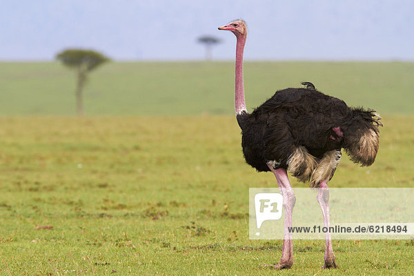 Common ostrich (Struthio camelus)  cock  Masai Mara  Kenya  Africa