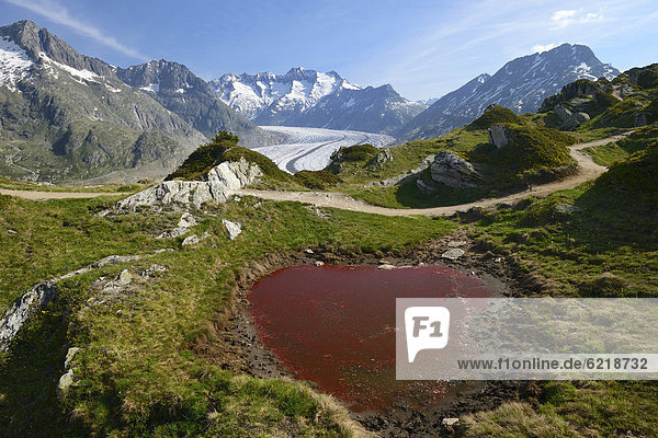 Großer Aletschgletscher  im Vordergrund durch Algen verfärbter Weiher  UNESCO Weltnaturerbe Jungfrau-Aletsch-Bietschhorn  Goms  Wallis  Schweiz  Europa